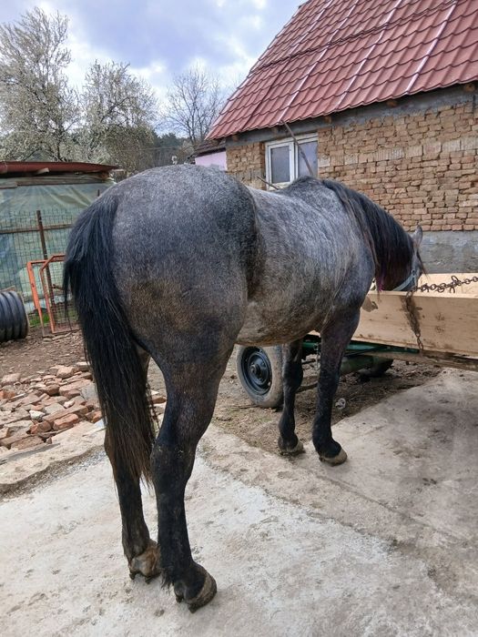 Vind cal de 4 anișori