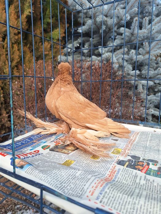 Продам жёлтую самку