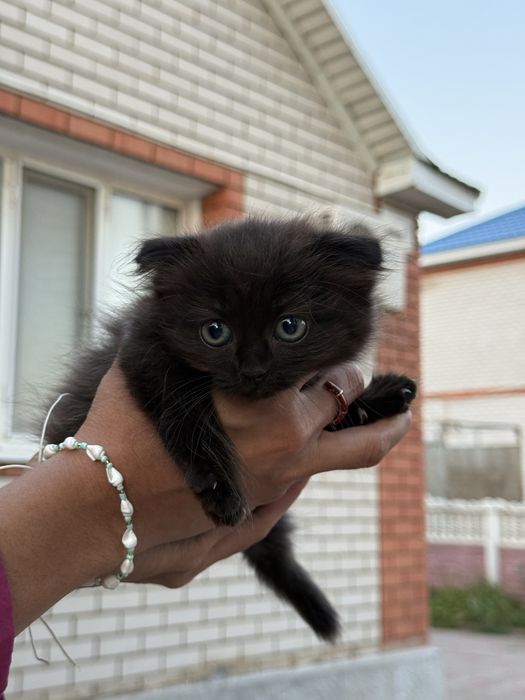 Отдадим котят вислоухих