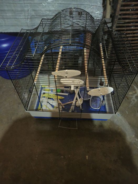 Colivie păsări papagali