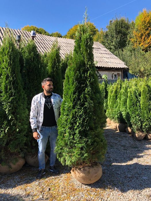 Vând tuia smaragd de mai multe dimensiuni