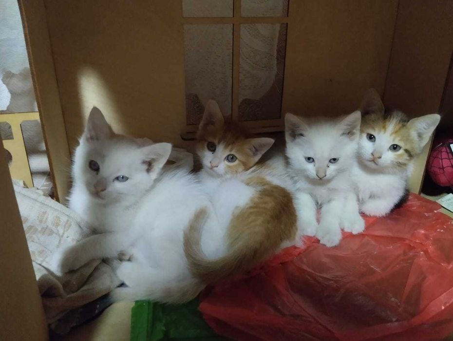 Милые    котятки