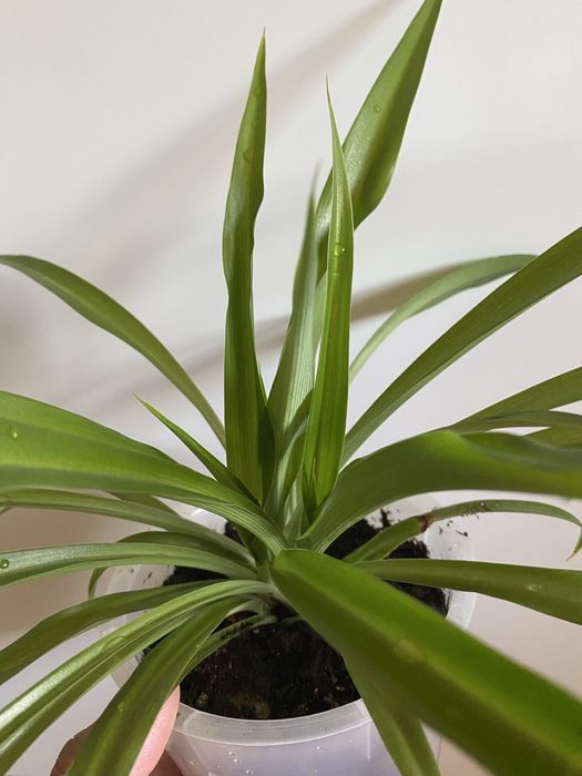 Хлорофитум. Комнатный цветок