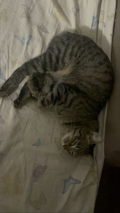 Отдам кота в хорошие руки