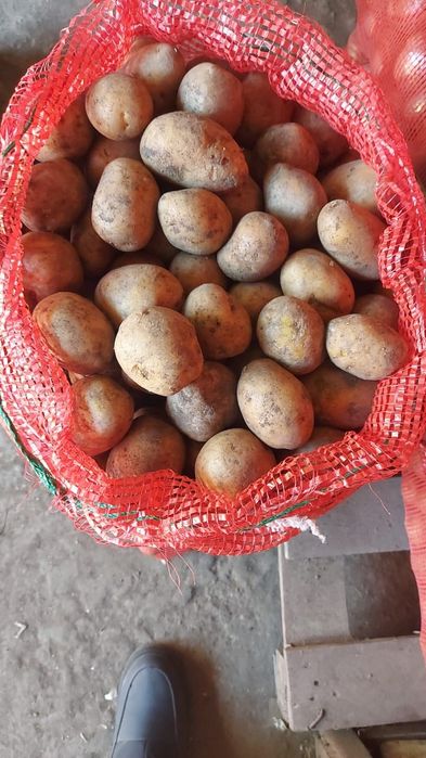 Продам семенной картофель