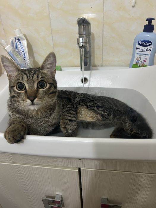 Отдаем кота в хорошие руки