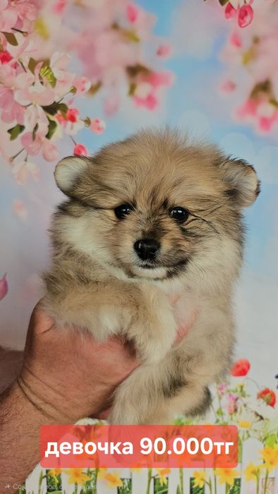 Ух ты какие милые шпицы