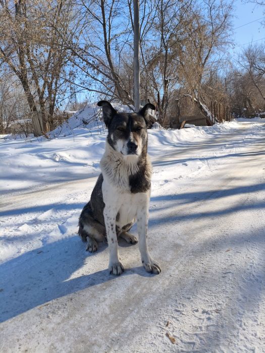 В самые добрые руки собака.