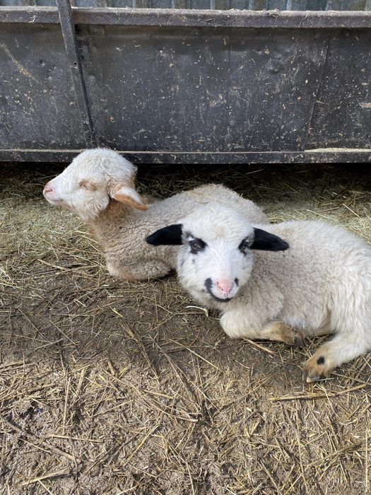 Продам барана с 2 ягнятами