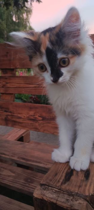 Кошечка  ищит свой дом.