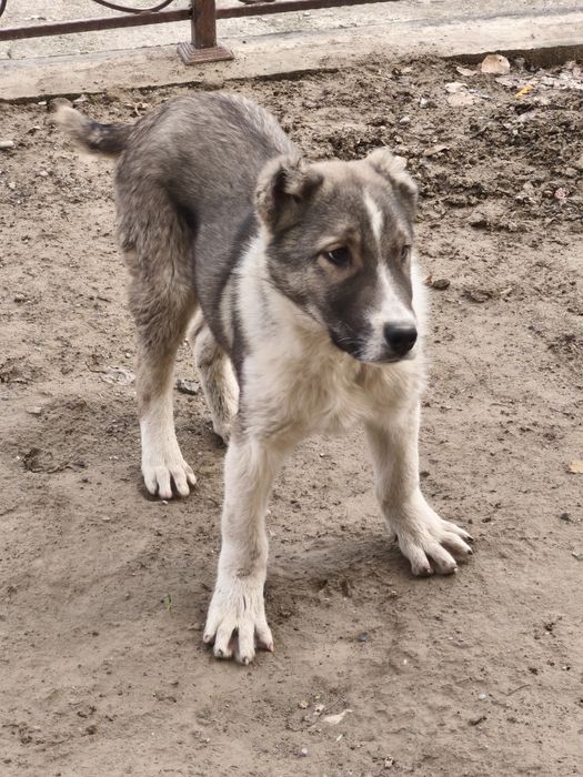 Собаки. Животные