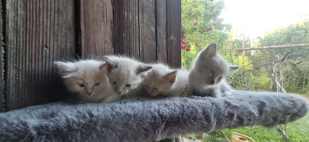 Отдам котят бесплатно