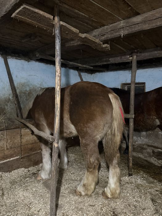 Vând mânză de 8 luni