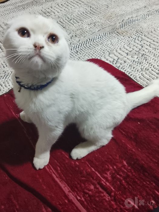 Mushuk srochna sotiladi