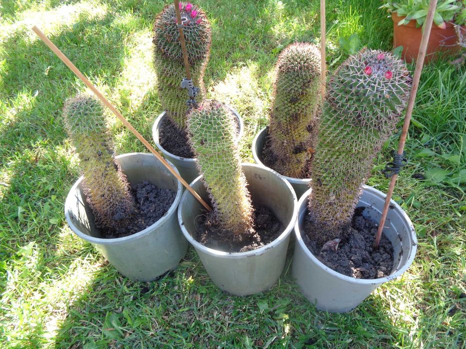 vind  plante cactusi