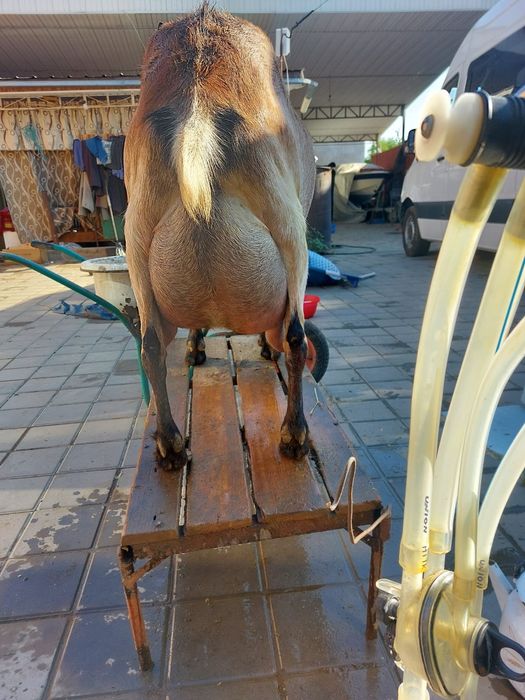 Свежее козье молоко Каскелен