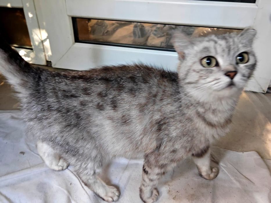 Котята, 5 недель