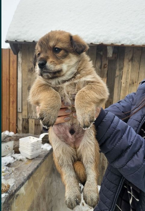 Отдам щенка в добрые руки