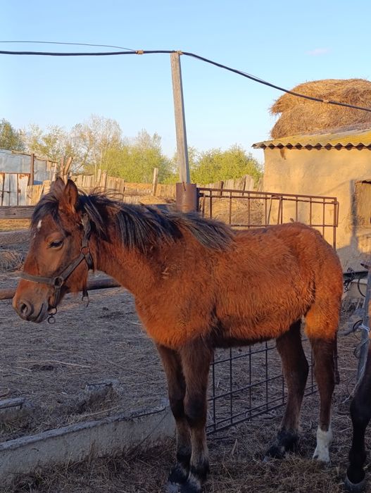 Тай сатыладыыыыыы