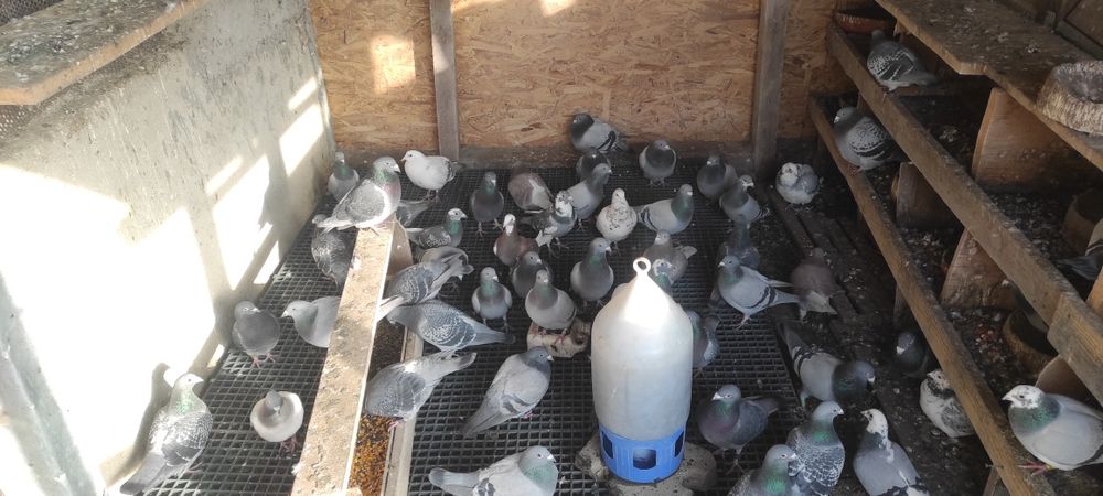 Vand porumbei voiajori