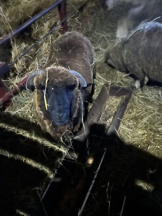 Doi berbeci de vanzare varsta un an metis carne