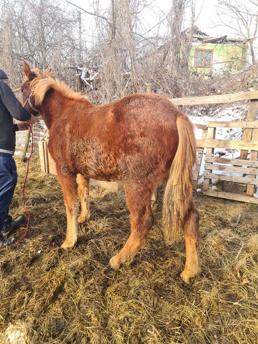Vand manza din cai semi grei