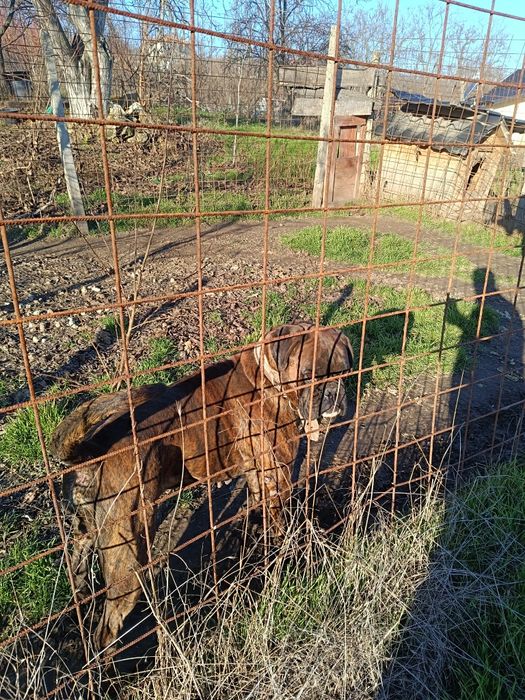 Mascul Boxer Veritabil