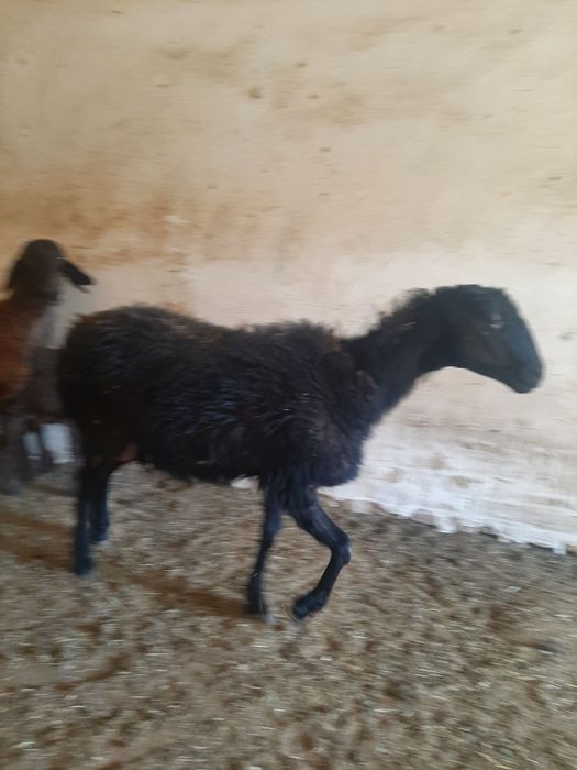 Ona Bola qöylar hisori