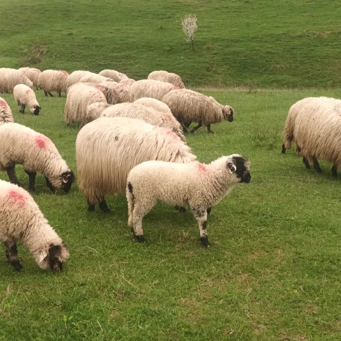 Animale ovine-miei