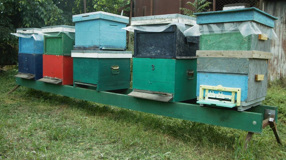 Stupina 4 familii albine si 20 lazi