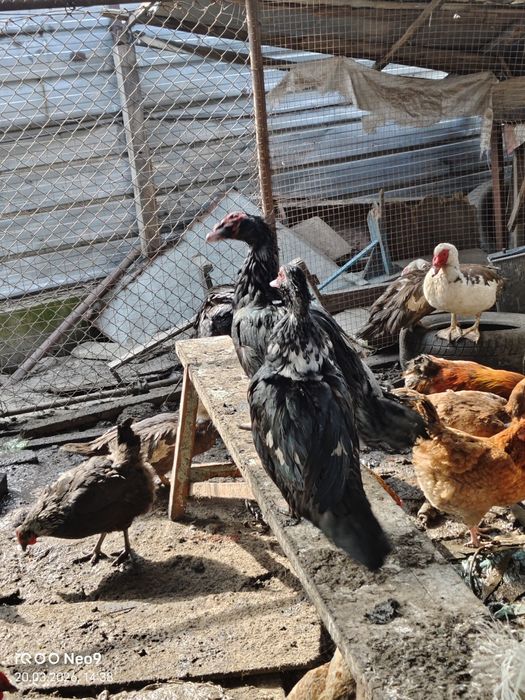 Продам индоуток молодых и взрослых