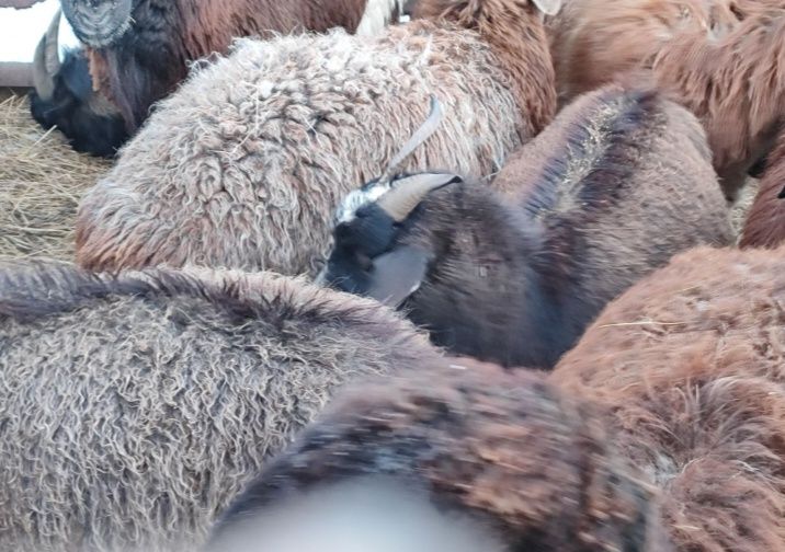 Продам маточных коз ешкы