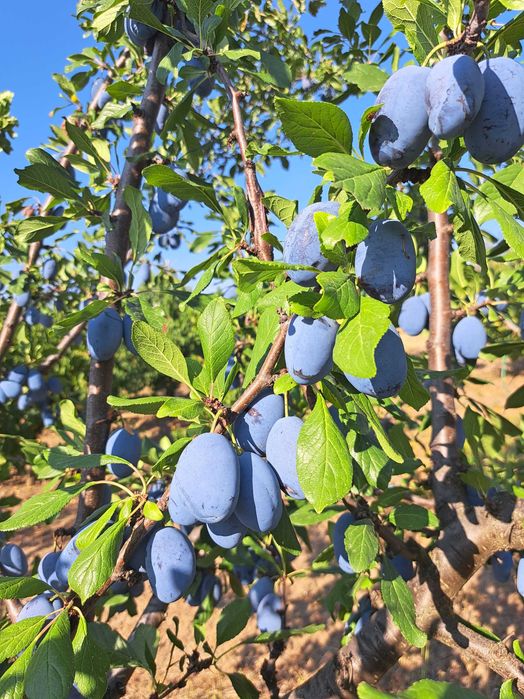 Prune Stanley de vânzare