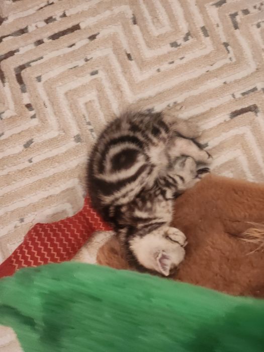 Котята шотландские