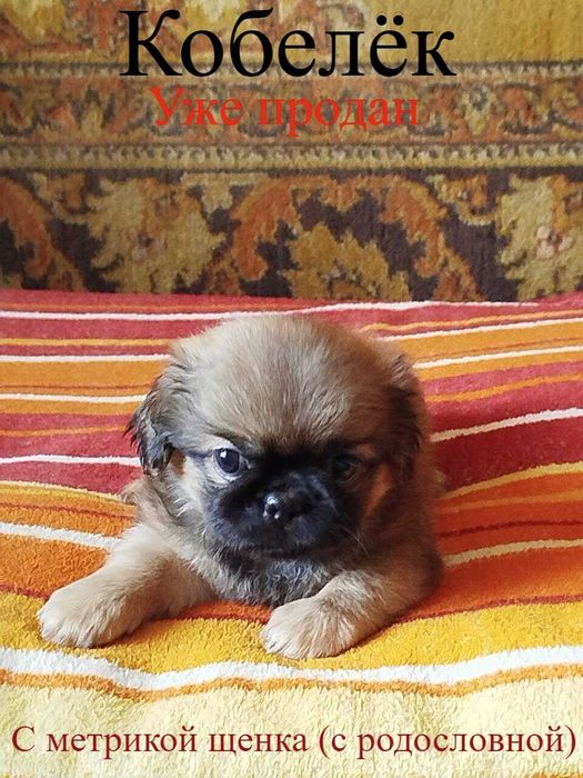 Бронирование щенков породы «Пекинес»
