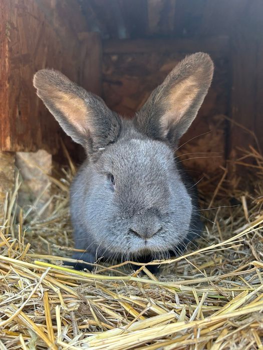 Pereche iepuri vienez