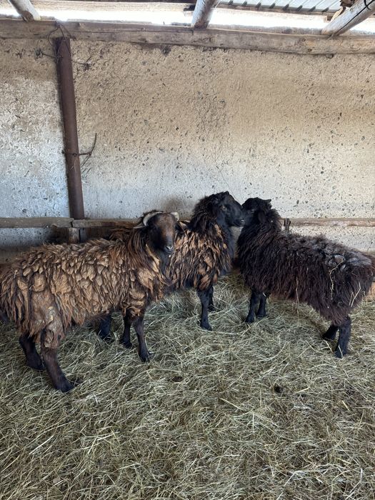 Продам баран с откорма и на развод