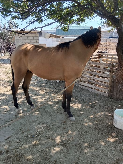 Англо Араб 3 жаста еркек