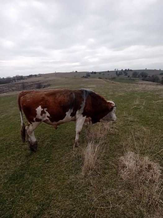 Vand taur baltata romaneasca