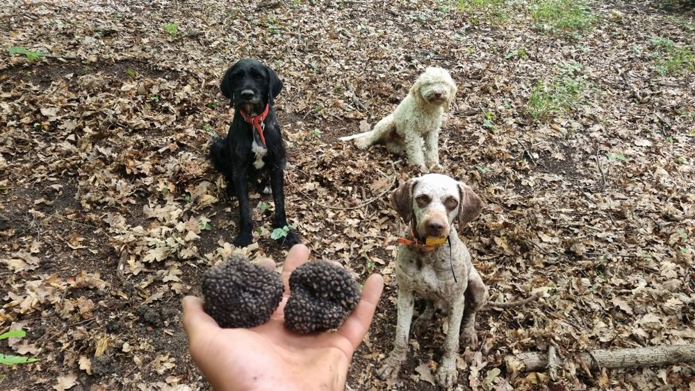 Lagotto romagnolo