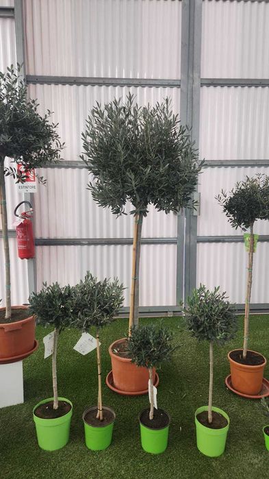 Maslini pe rod livrare rapida in toata tara