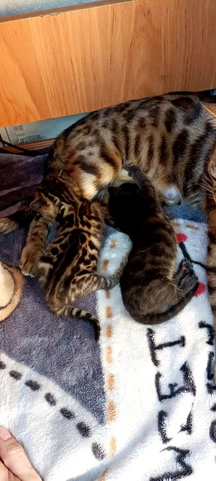 Продаются бенгалята