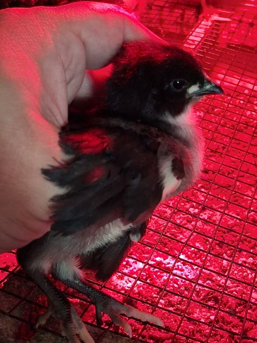 Pui de vânzar Australorp negru/albastru, Marans gât aramiu, Olive încălțați și Cream Legbar 25-50lei