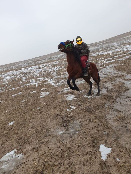 Айғыр сатылады.жуас