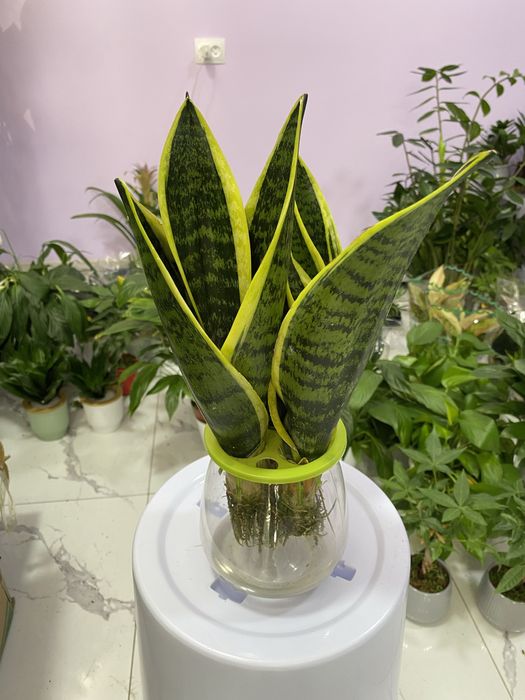 Цветы для дома и офиса. В скидочных ценах