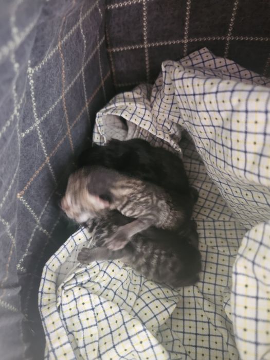 Котята оставленые мамой