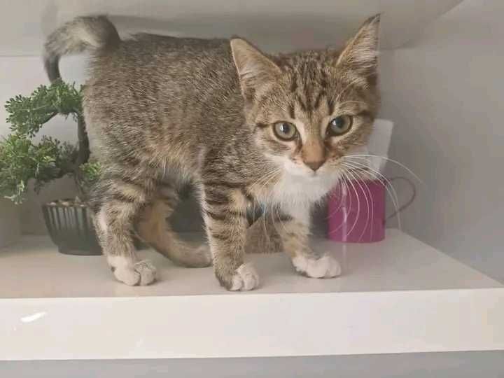 Подарява се котенце