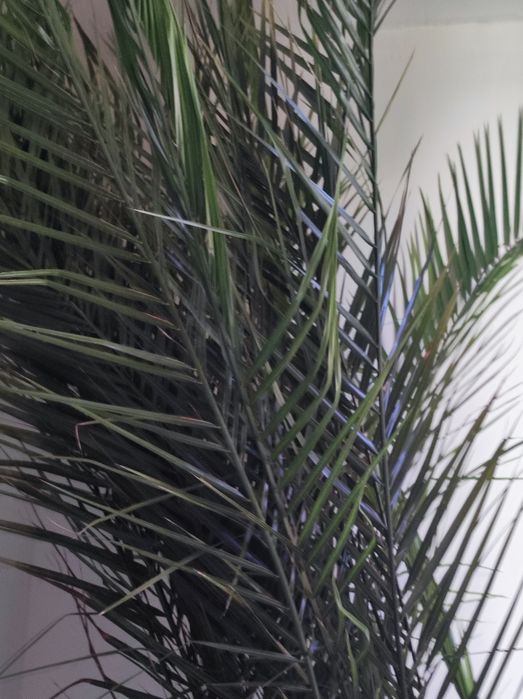 Финикова Палма    много голяма