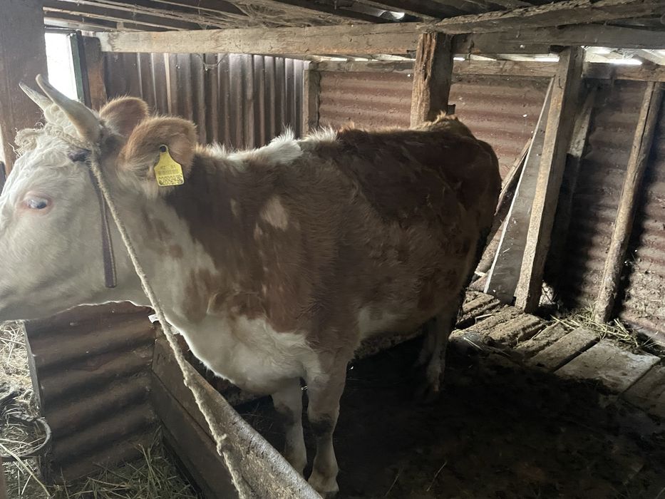 3 Жас сутты сиыр