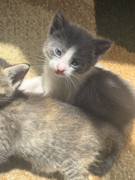 Бесплатно: котята в добрые руки
